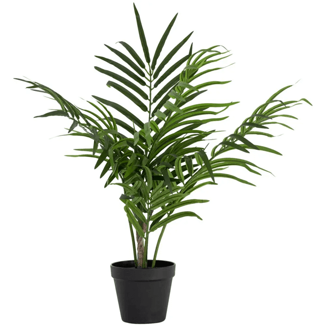 Grand Illusions Butterfly Palm in Pot